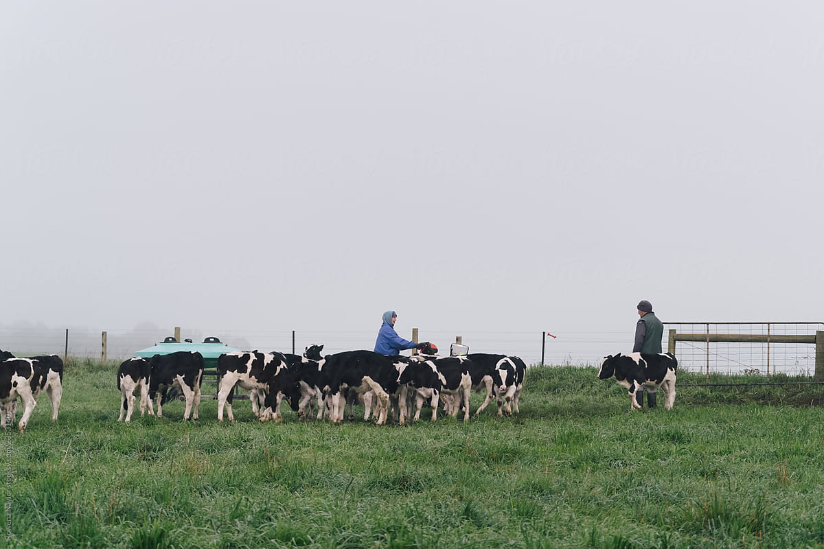 Dairy farmers feeding calves in paddock on a winter misty mornin