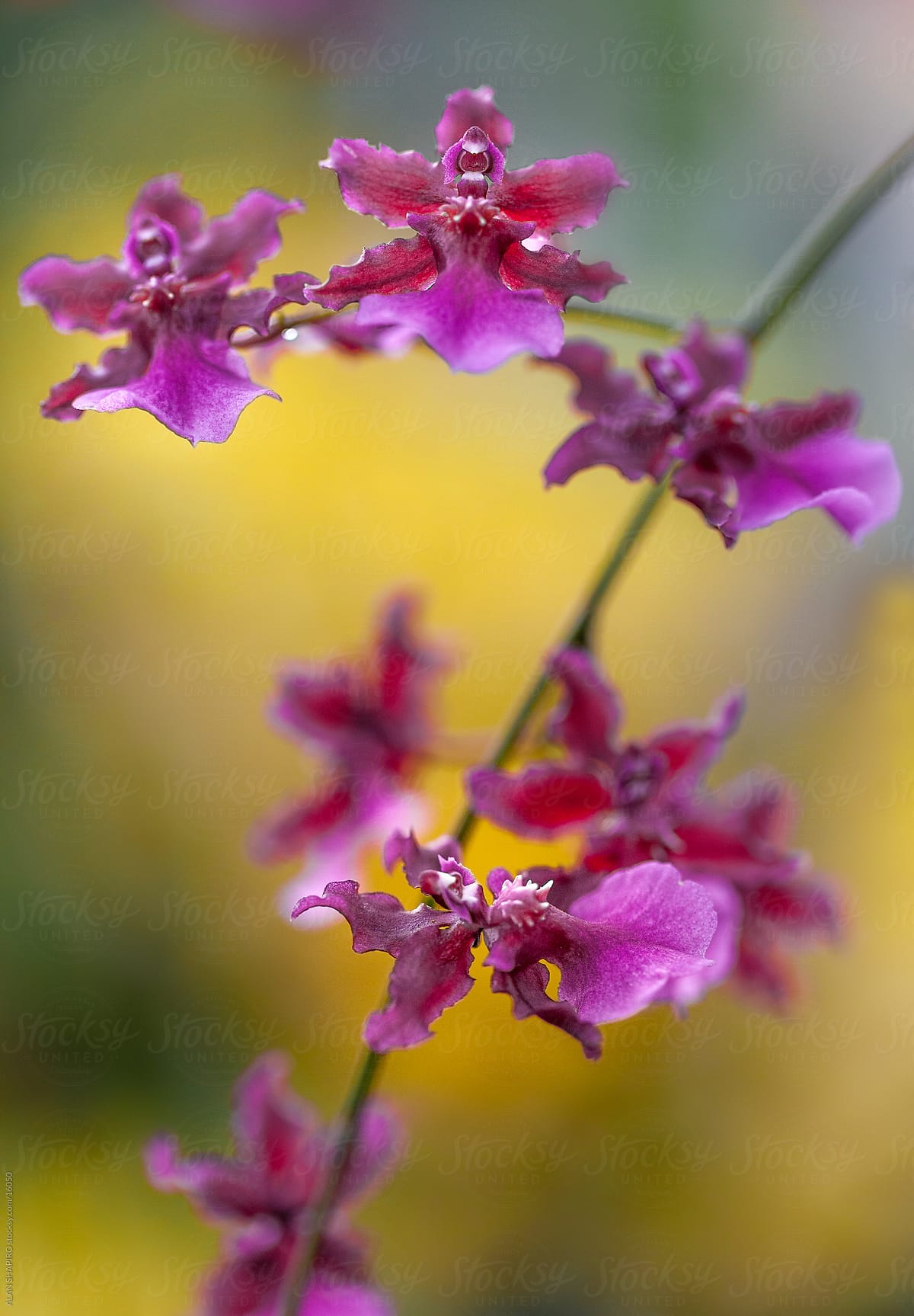 Pink orchids out on a limb