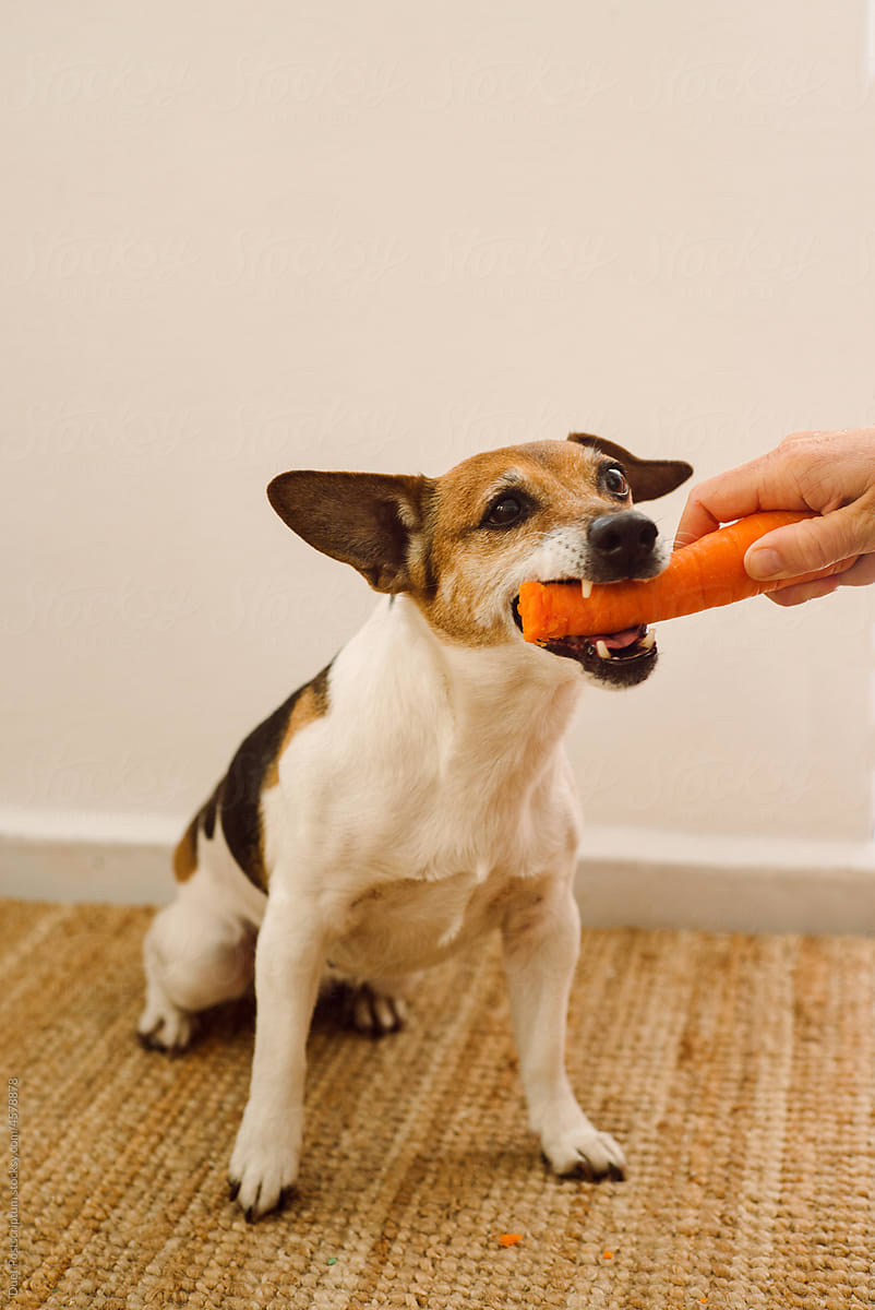 Small dog chewing on a carrot