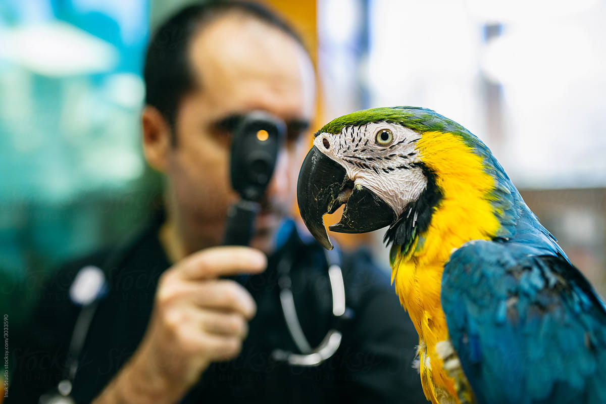 Colorful parrot during ophthalmology check up