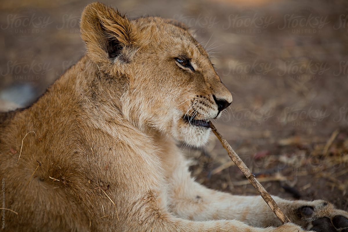 A Young Lion Sharpens His Teeth on a Stick