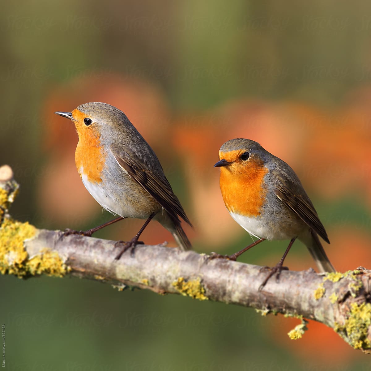 Albums 94+ Pictures Images Of A Robin Stunning