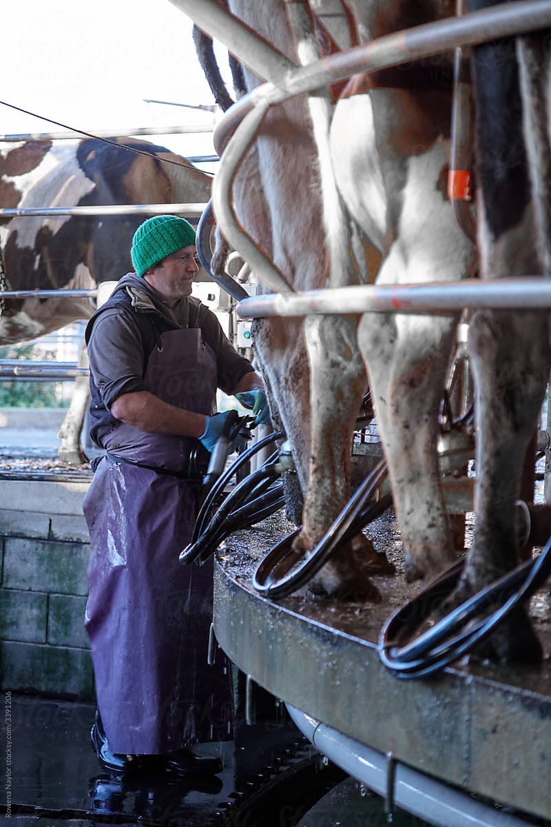 Dairy farmer Milking the Cows