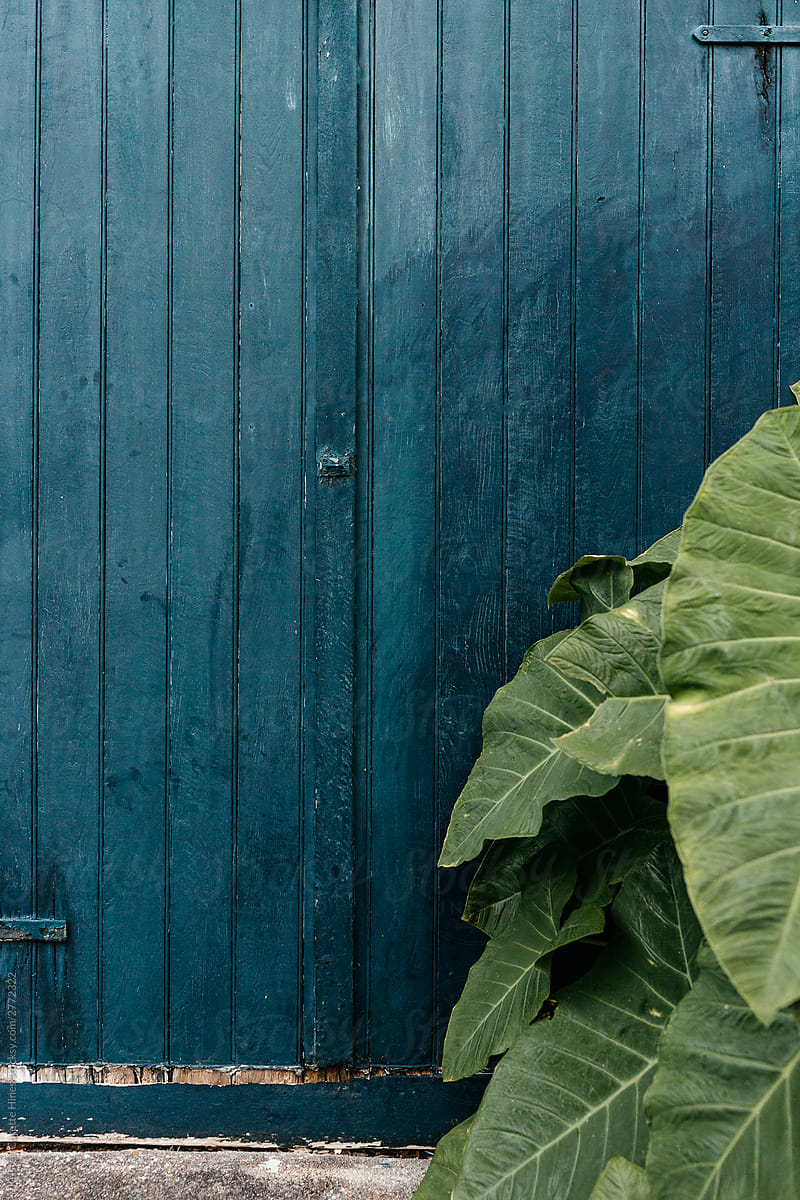 Giant plant leaves against a blue wooden door.