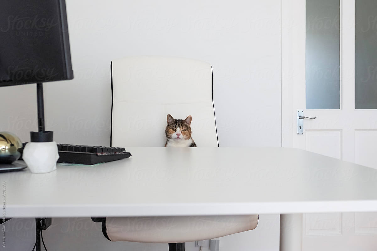 A rough day at the office, A calico cat sits at office desk