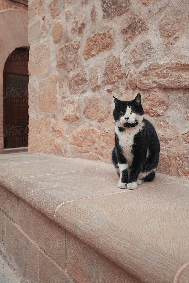 Black and White Cat on Stone Bench