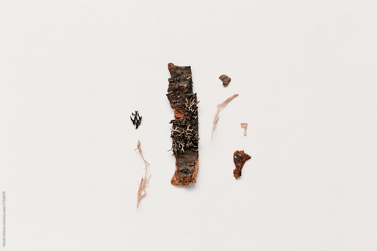 tree bark from firewood organized on white background