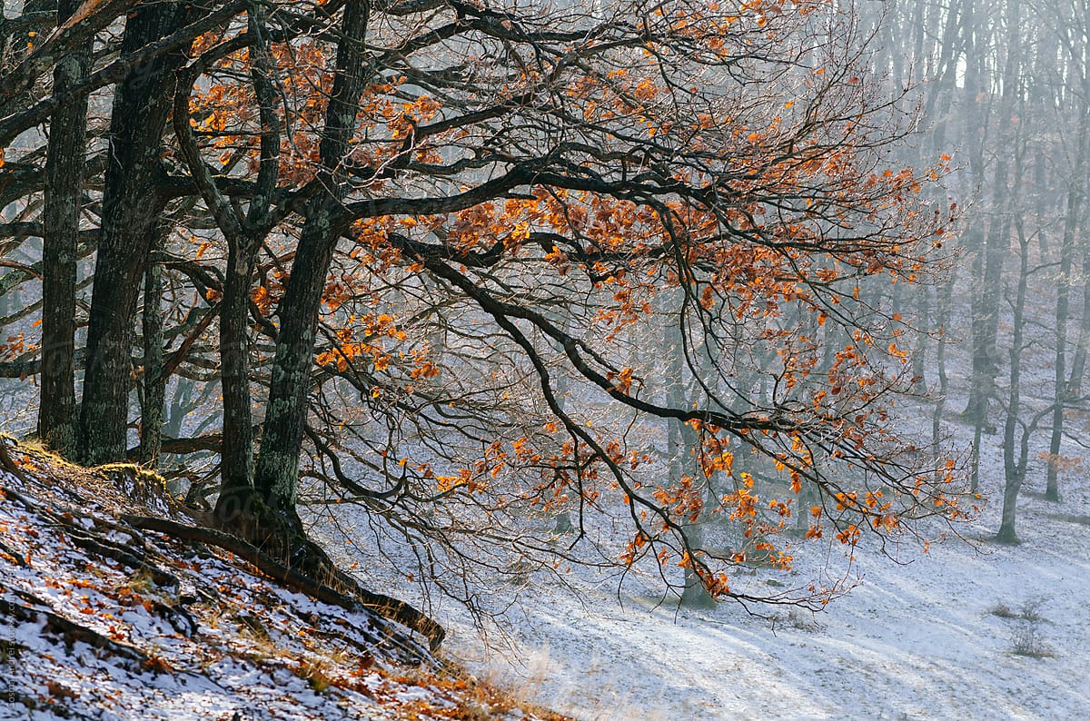 Colorful autumn tree in winter