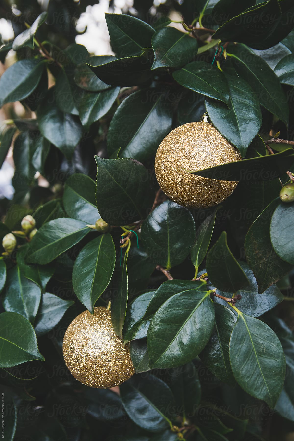 Gold sparkly ornament hanging from dark green Camellia Bush