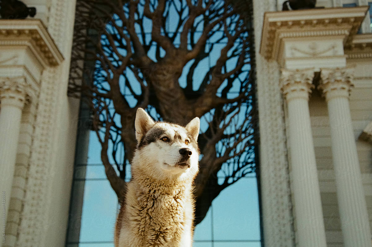 Wild Dog at the Palace