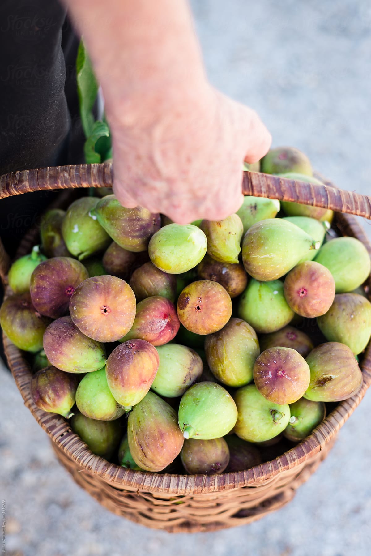 Figs In Basket By Stocksy Contributor Gillian Vann Stocksy