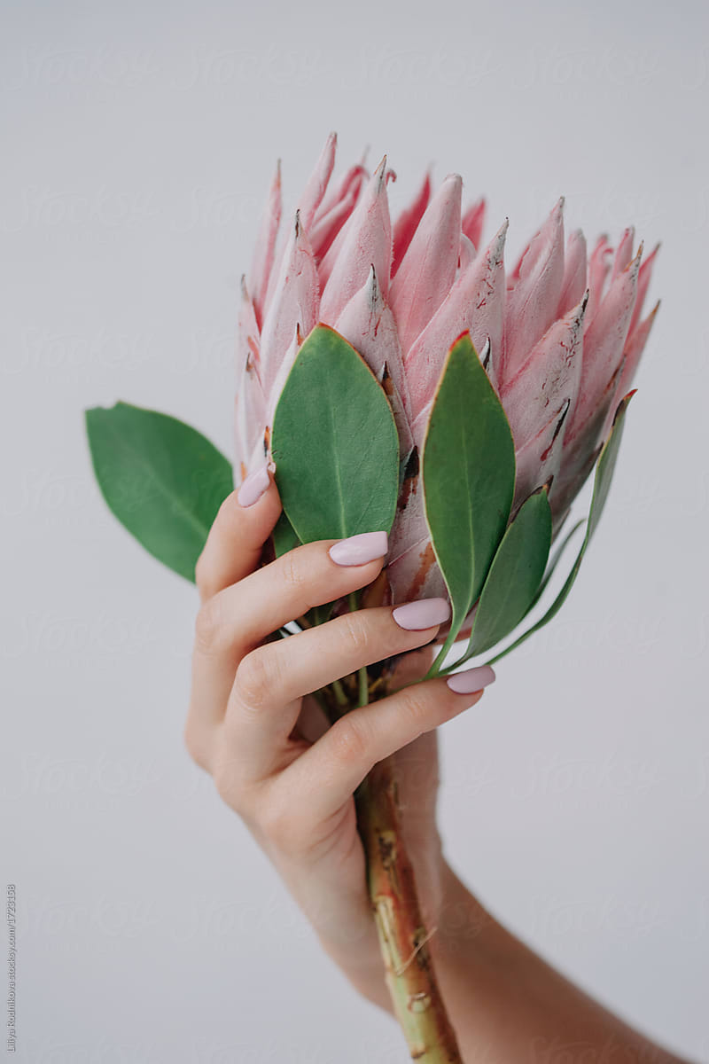 Crop female\'s hand holding protea flower on white background