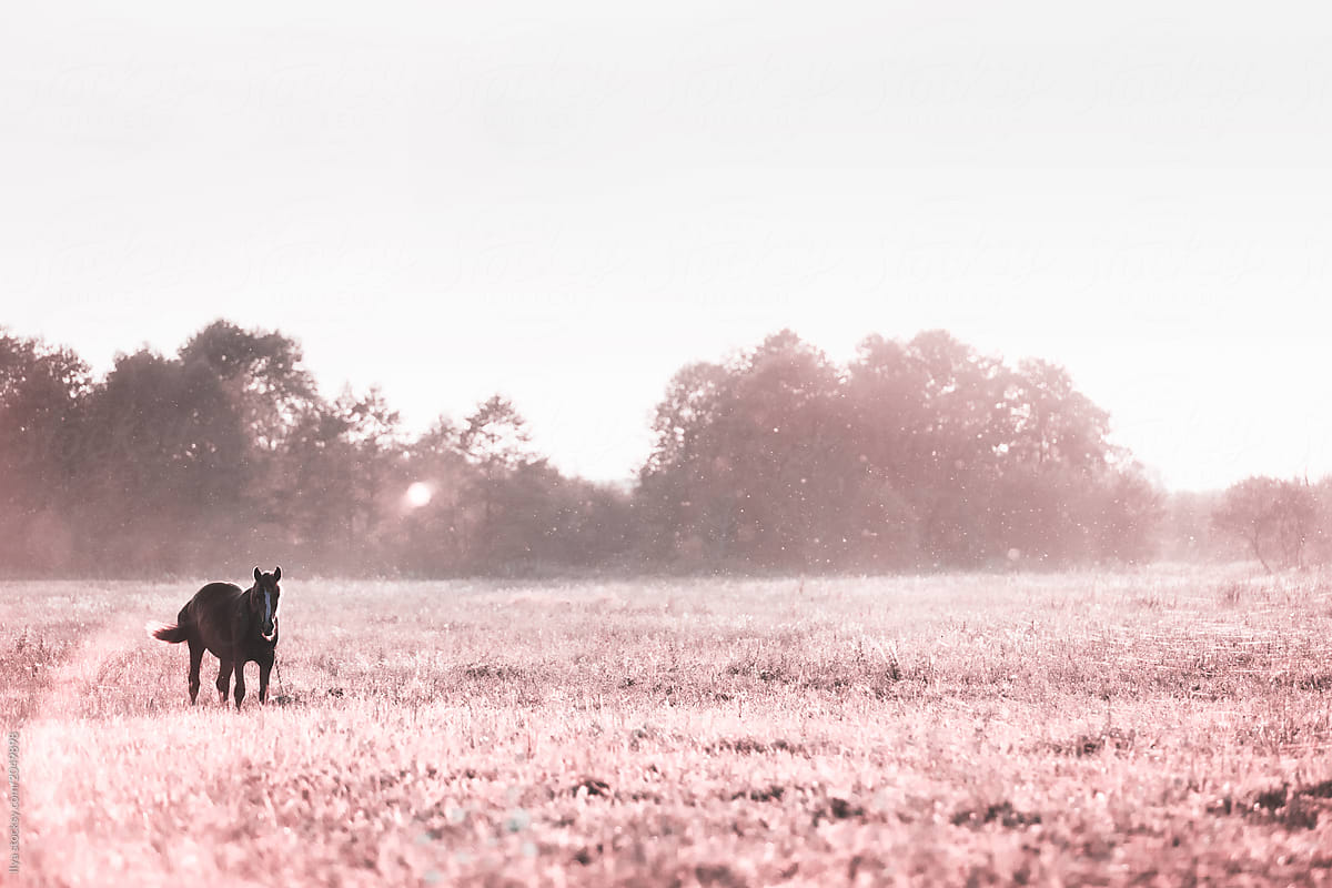 Infrared: Horse grazing in meadow in sunlight