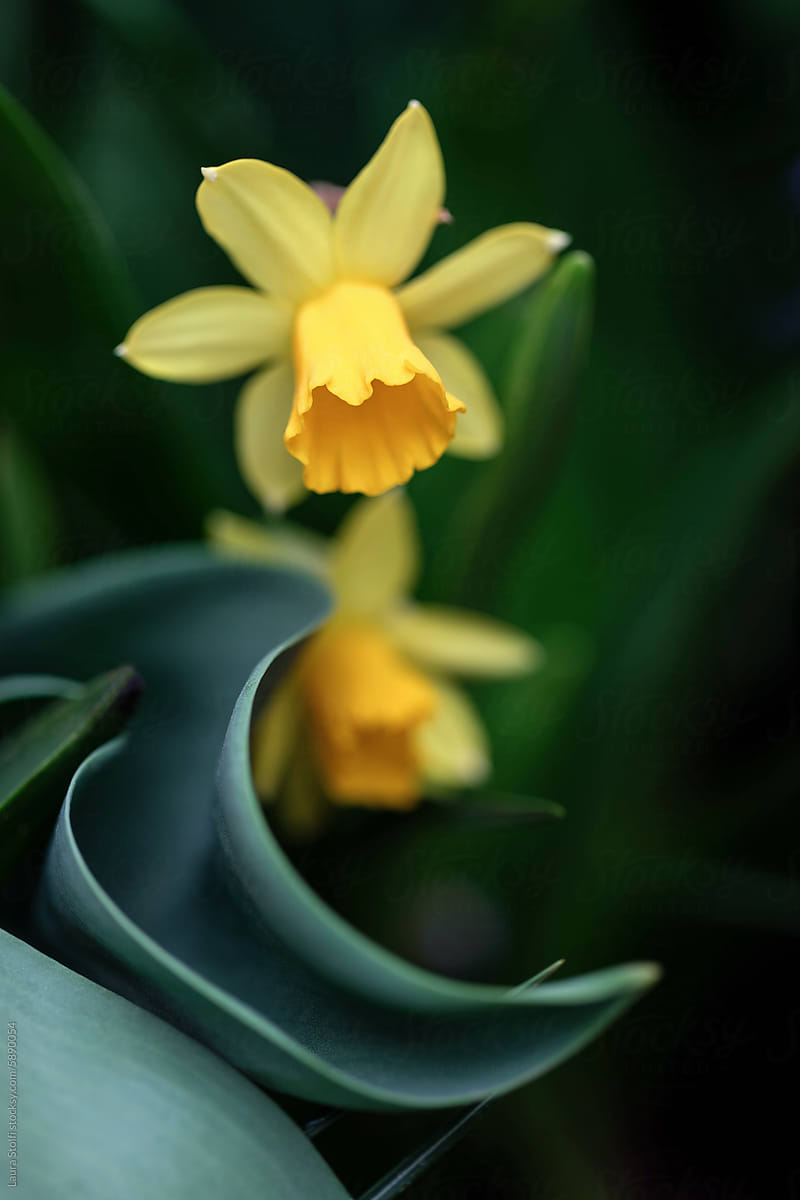 Narcissus Tête à Tête flowers