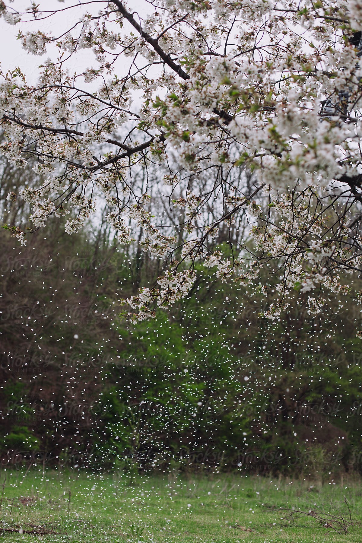 White petals falling from apple blossom tree