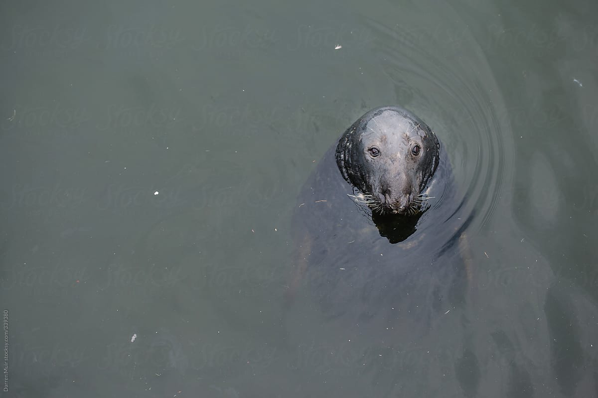 Seal in ocean.
