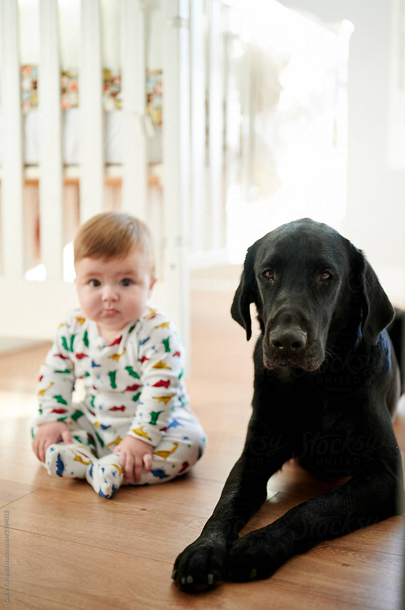 Black Labrador and baby sitting on floor