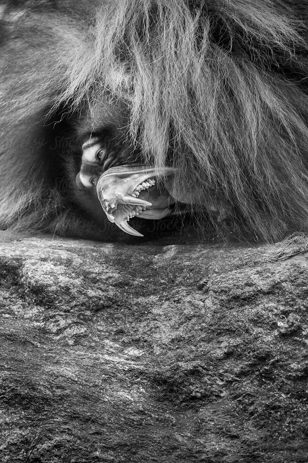 Baboon between a rock and a hard place