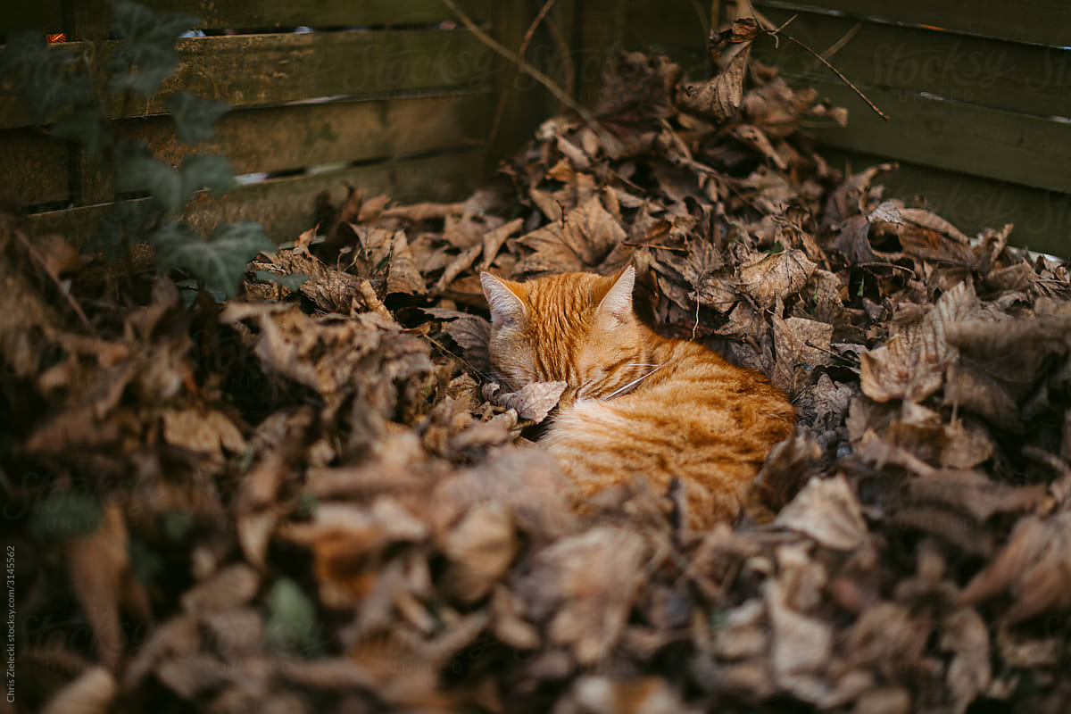 Calm red cat sleeping among dry foliage on courtyard