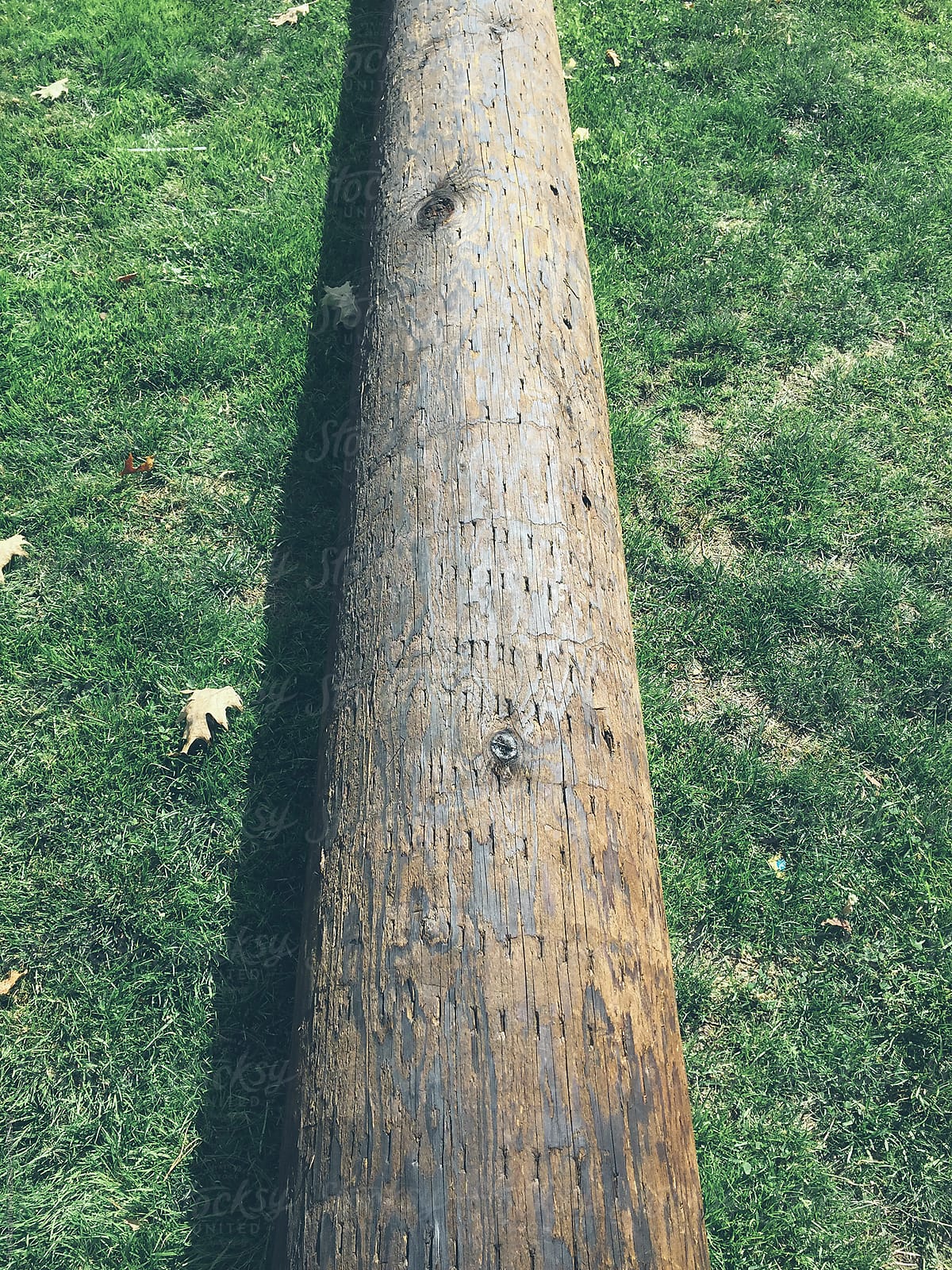 Wood utility pole on grass