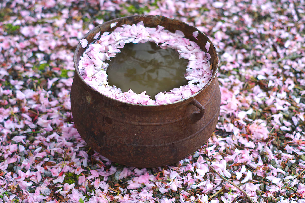 Cherry Blossom Petals in a Flowerpot full of Rain Water