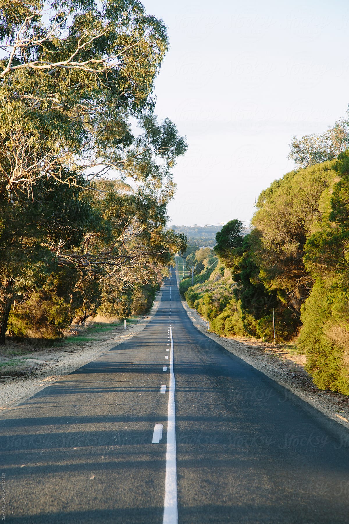 A straight road lined with gum trees in the country