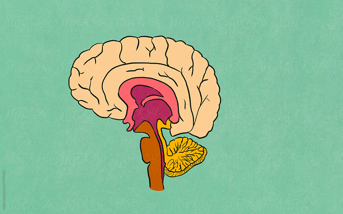 Human brain cross-section illustration