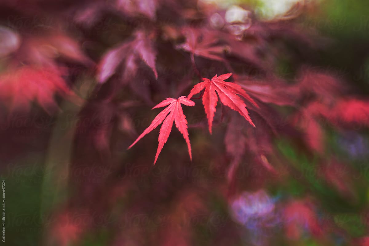 Red Japenense Acer leaves...