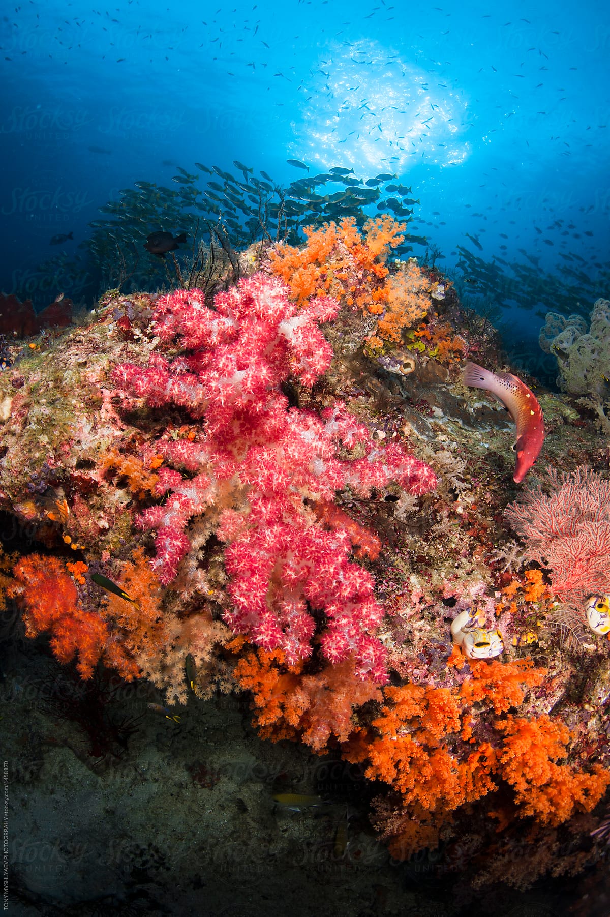 Colourful Soft Coral 3