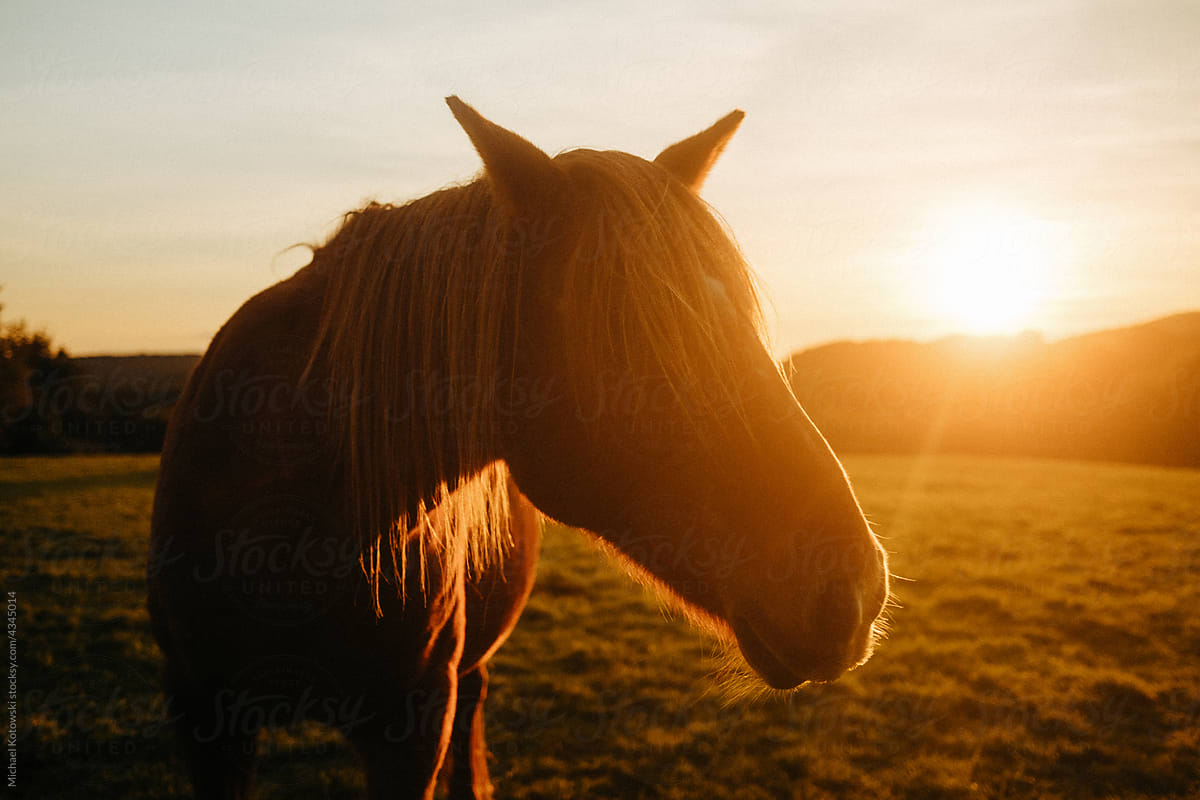 Horse standing on the meadow during sunset