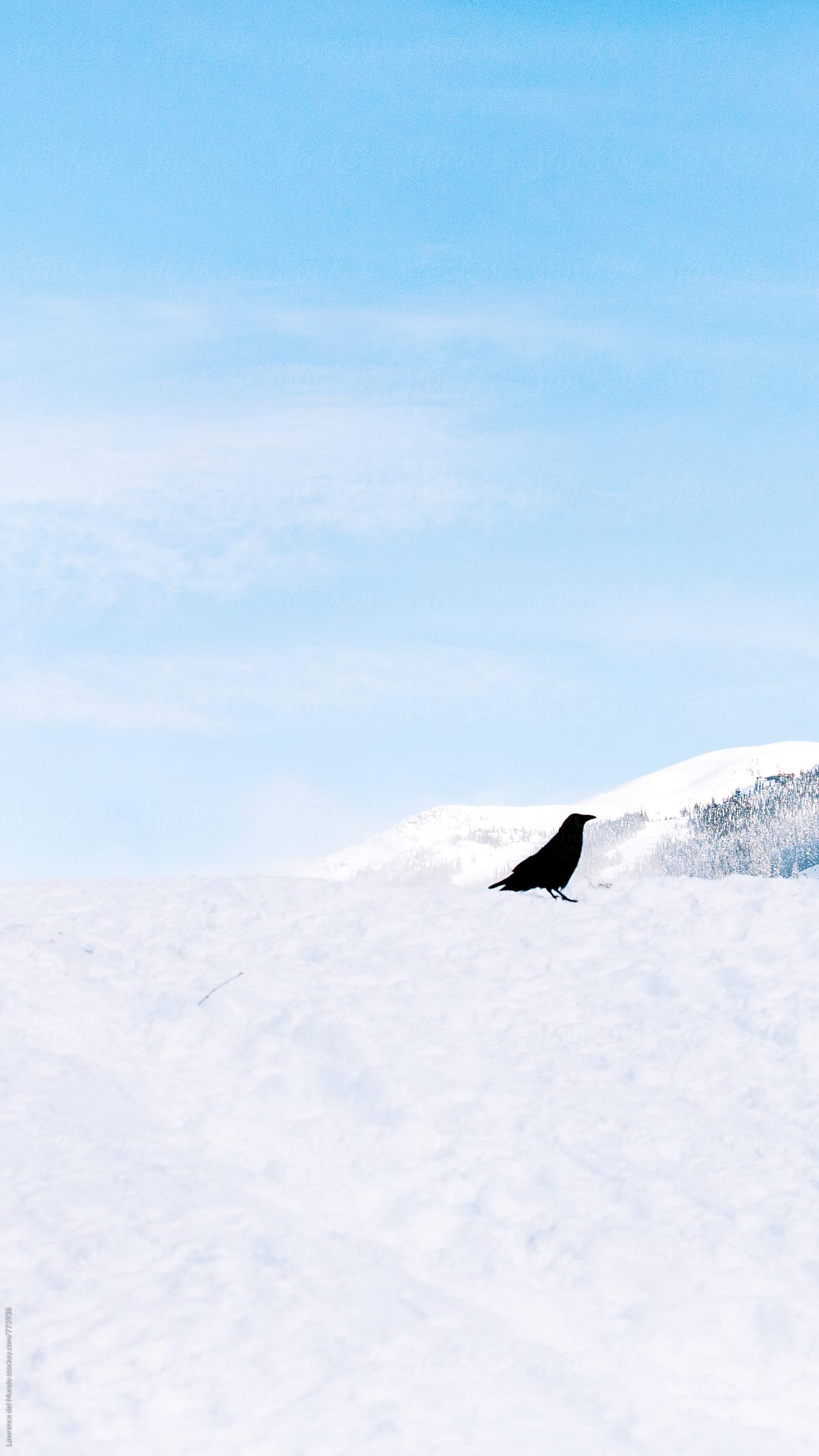 Crow on snow on a beautiful winter season day