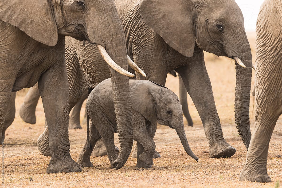 Baby elephant in the middle of  family herd