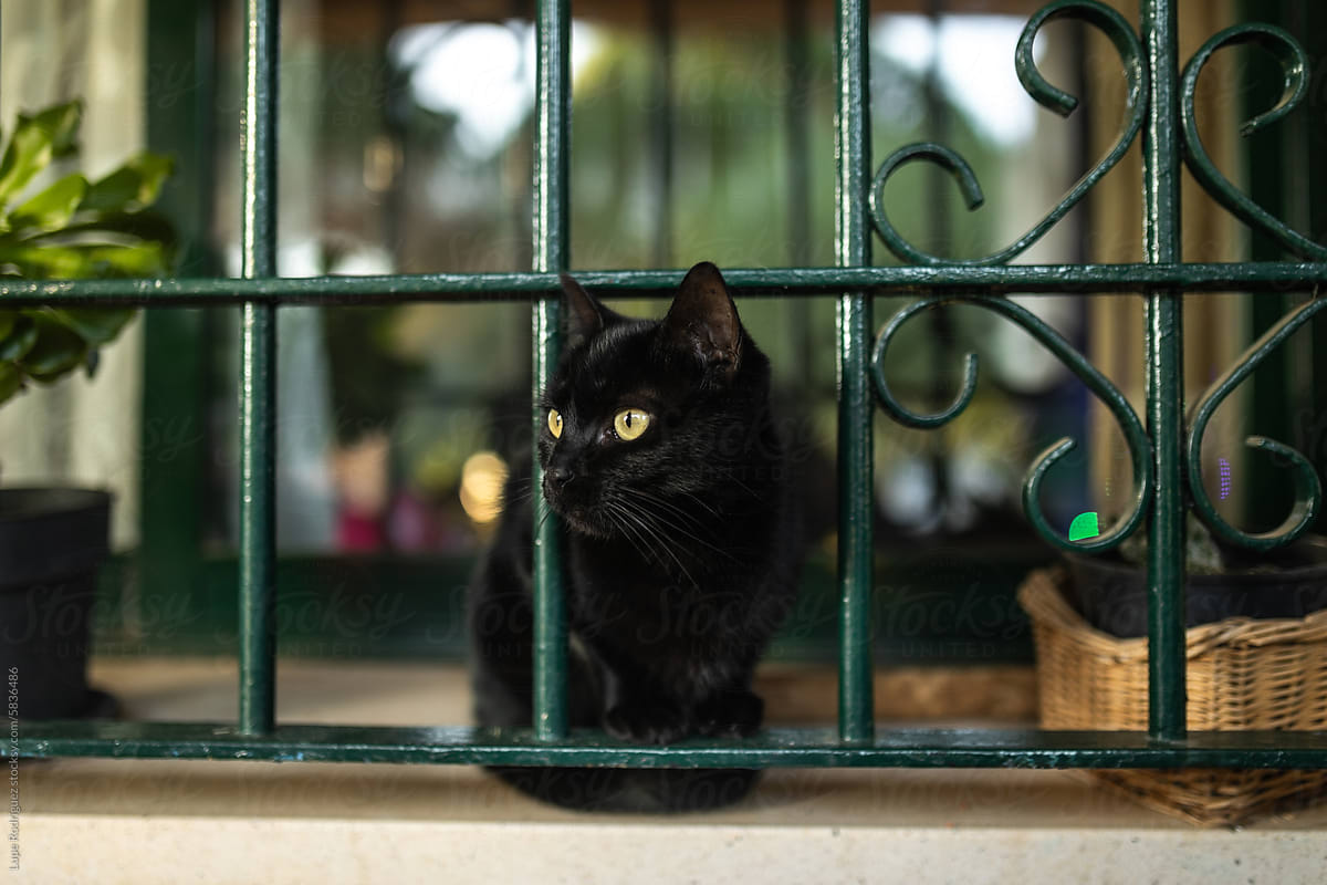 portrait of black cat sitting in the window of a house
