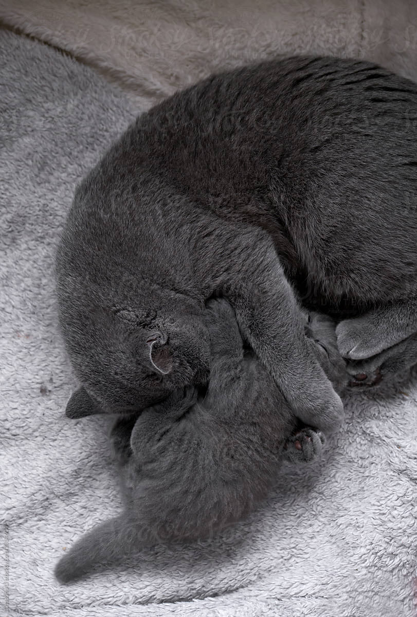Lovely British short blue cat mother and child playing in the nest