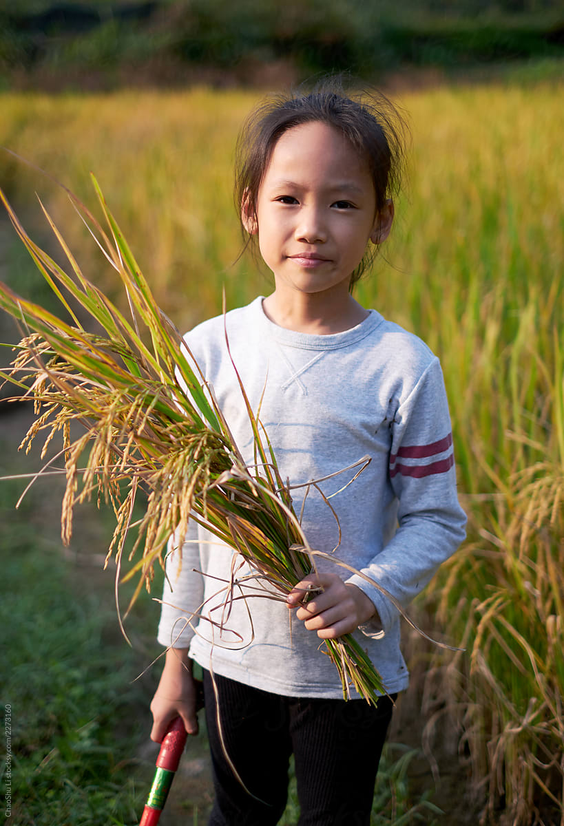 Asian children harvesting rice in rice fields