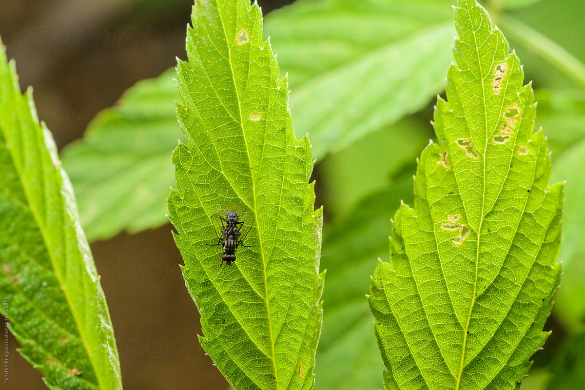 insect fly mating