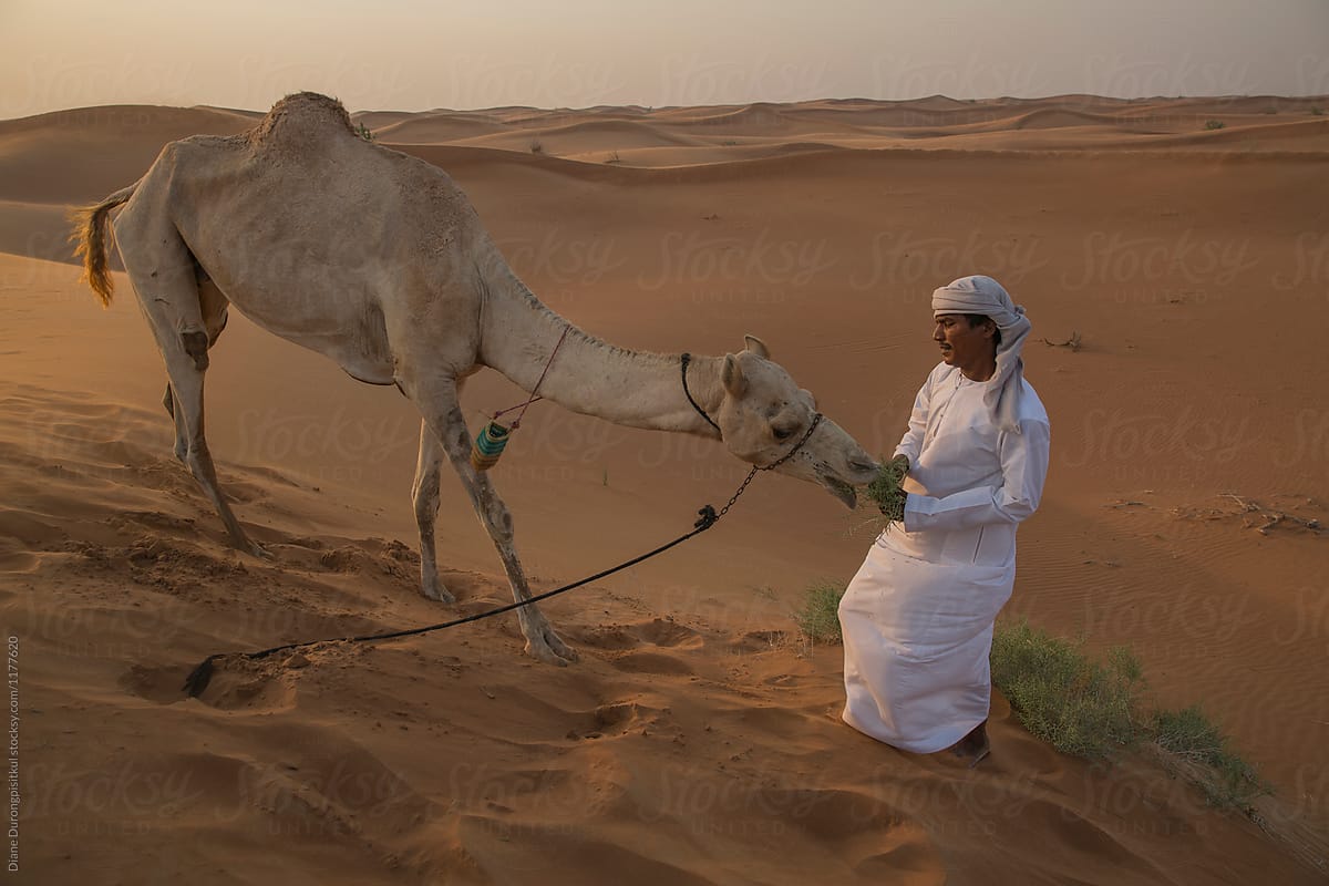 Snapshot of Feeding Male And Female Camel Spiders To Racers