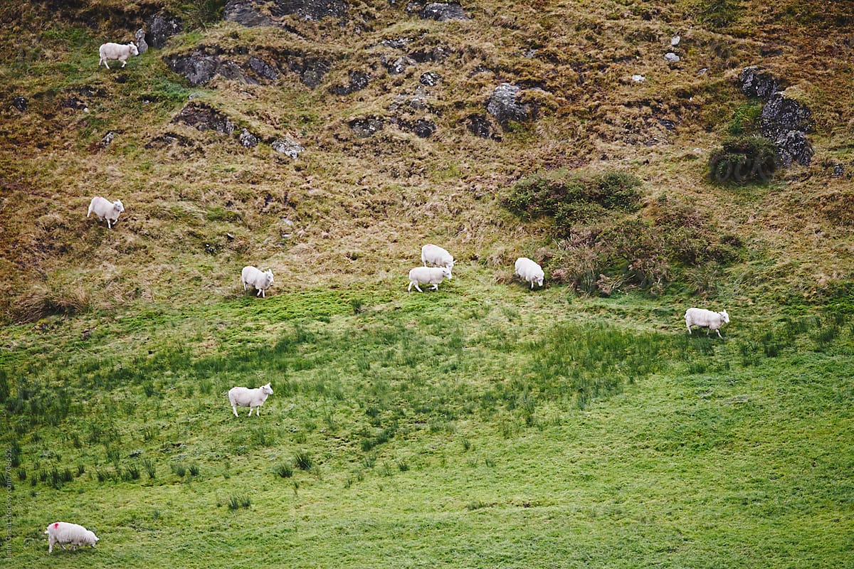 Sheep running down the mountainside. Wales, UK