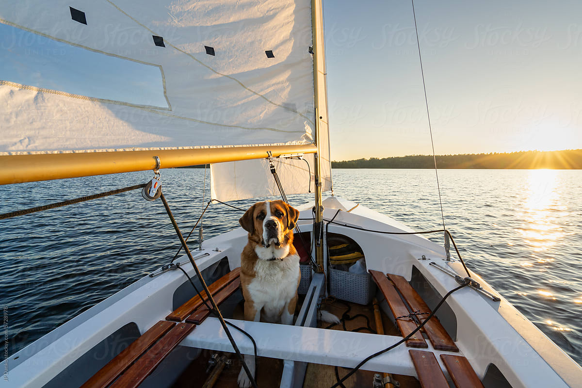 Large Mixed Breed Dog Sailing in Small Sailboat