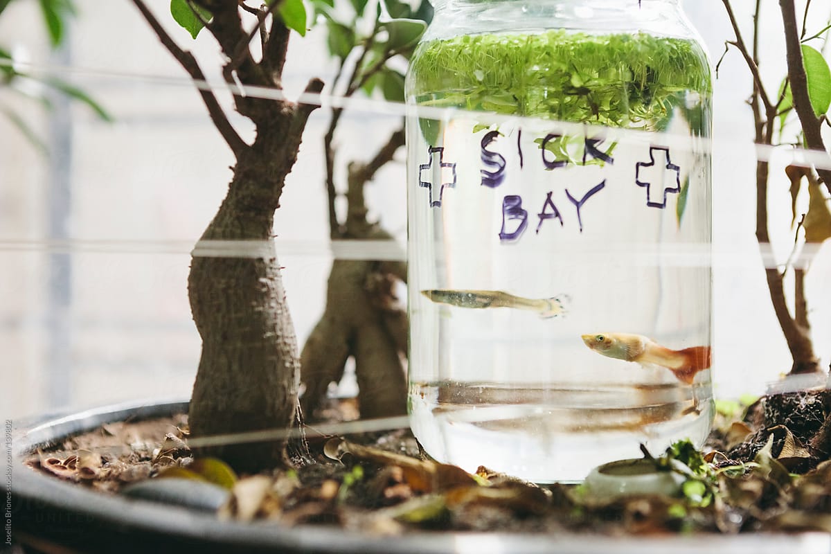 Sick Fancy Guppy and other Tropical Fish Isolated in Quarantine in Bottle with Duckweed by Window