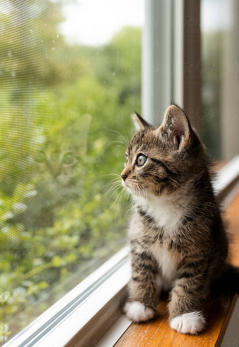 Kitten in the window.