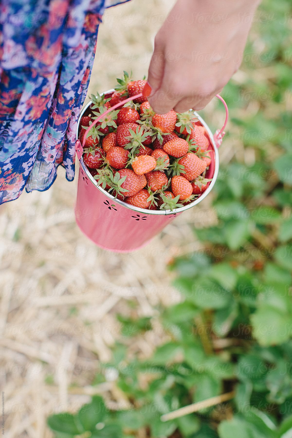 Harvesting fresh ripe strawberries on a farm