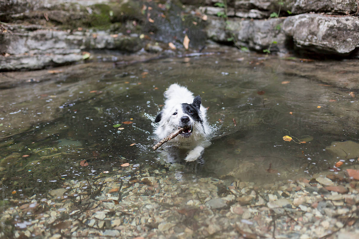 dog swims holding a log
