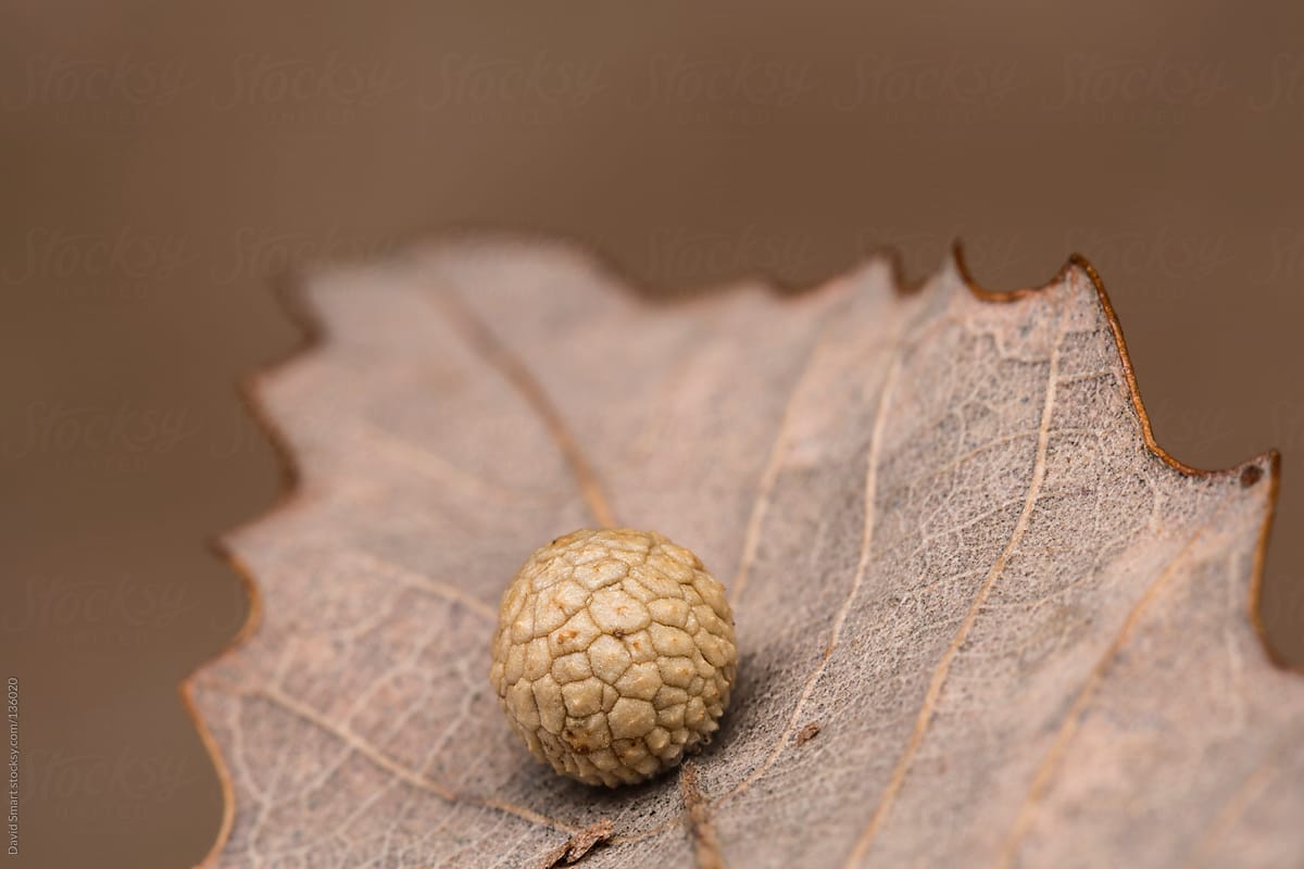 Spherical shaped insect gall on a Chestnut Oak leaf