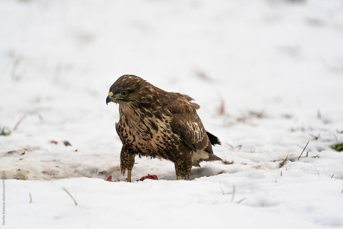 Common Buzzard Eats In The Snow