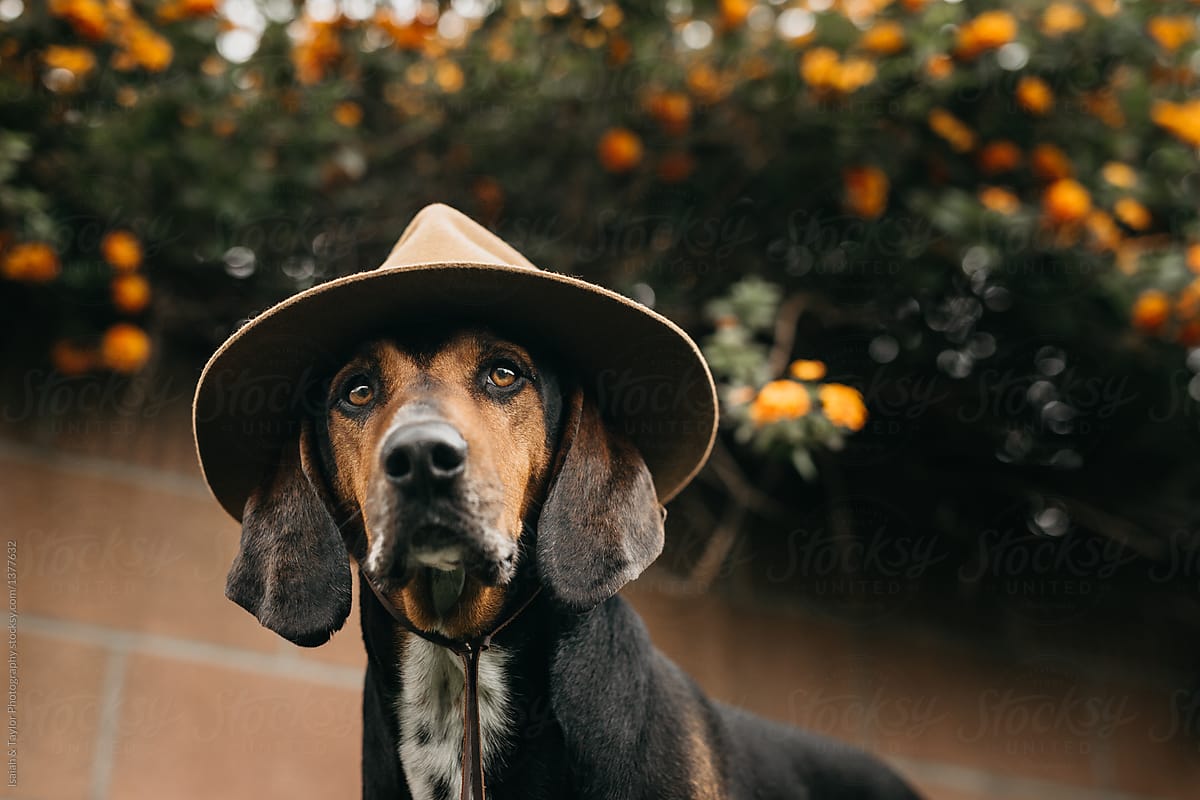 Dog wearing hat