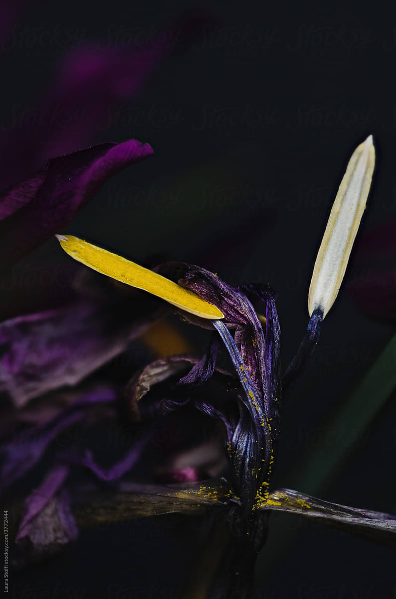 Fallen pollen powder on Iris anther