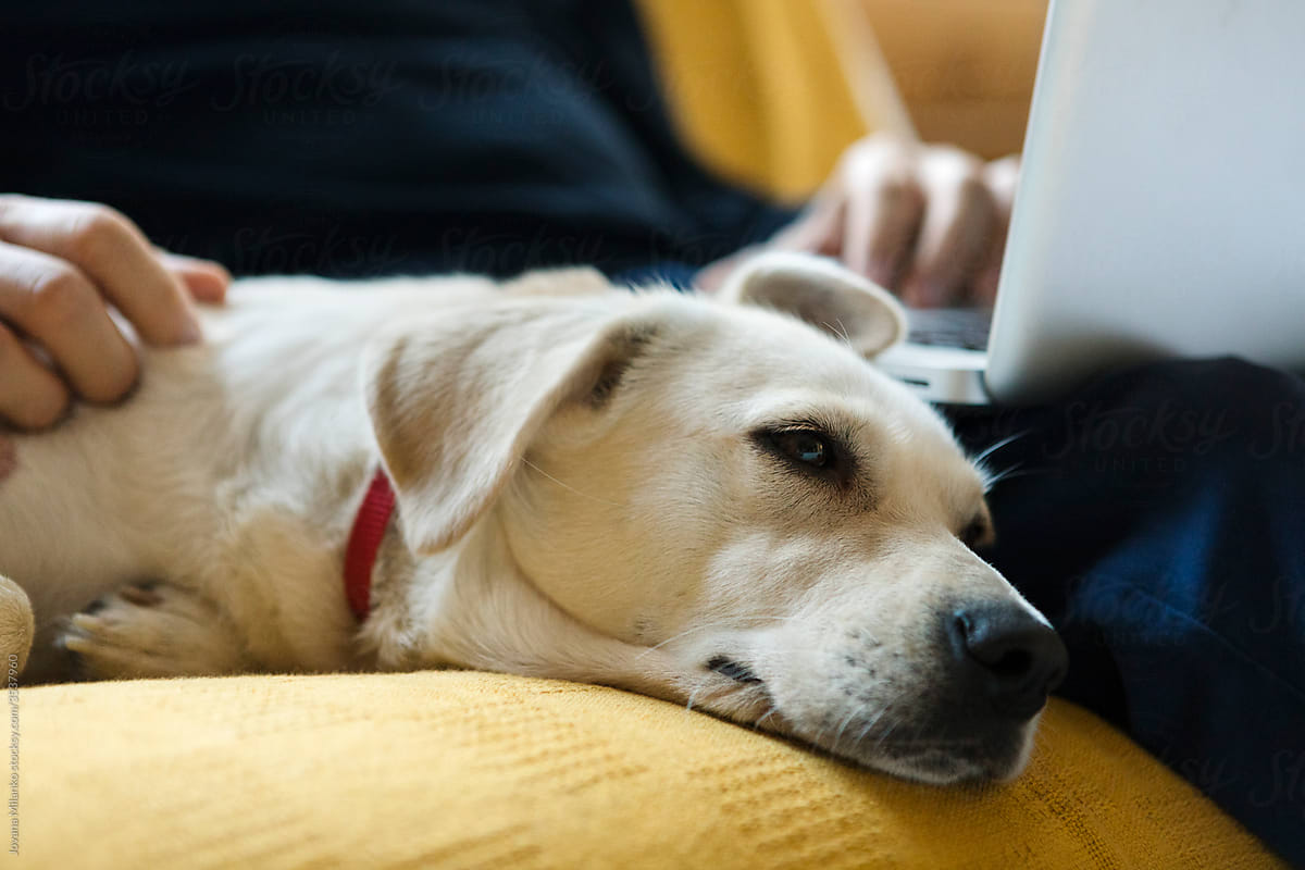 Dog Sleeping Next to a Man Working From Home on His Laptop