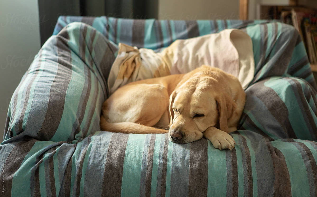 Labrador in an armchair