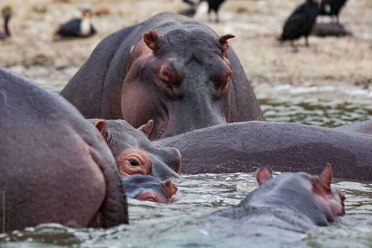 A Group of Hippos Swimming and Foraging